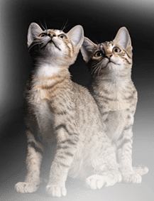 Для котят 2