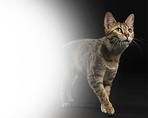 Для взрослых кошек 2