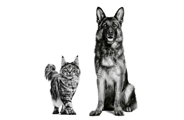 Подход компании Royal Canin к питанию